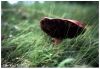 Polish_mushroom_by_Leo_Kaz_№3097.jpg