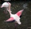 flamingo116.jpg