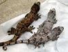 jaspersail-albums-chahoua-geckos-picture1935-three-juvenile-chewies-dark-one-troeger-line-male-steve-cemelli-other-two-female-juvies-i-hatched-2008.jpg